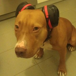 Hearing Protection